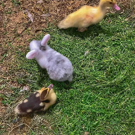 Det Vesle Huset Pa Lysaker